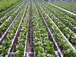 Drip Irrigation